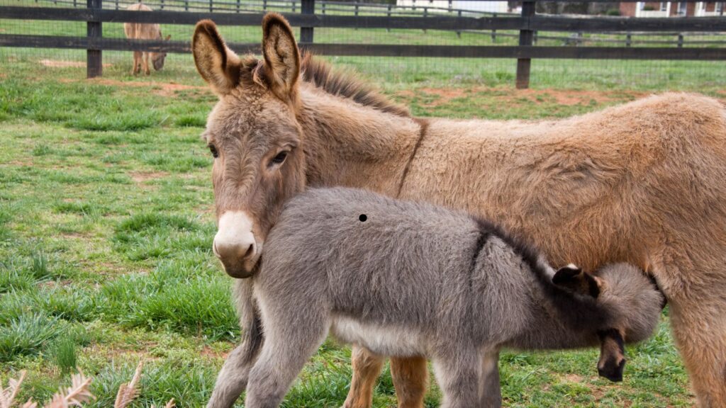 How To Start Donkey Milk Business In Telugu 2024